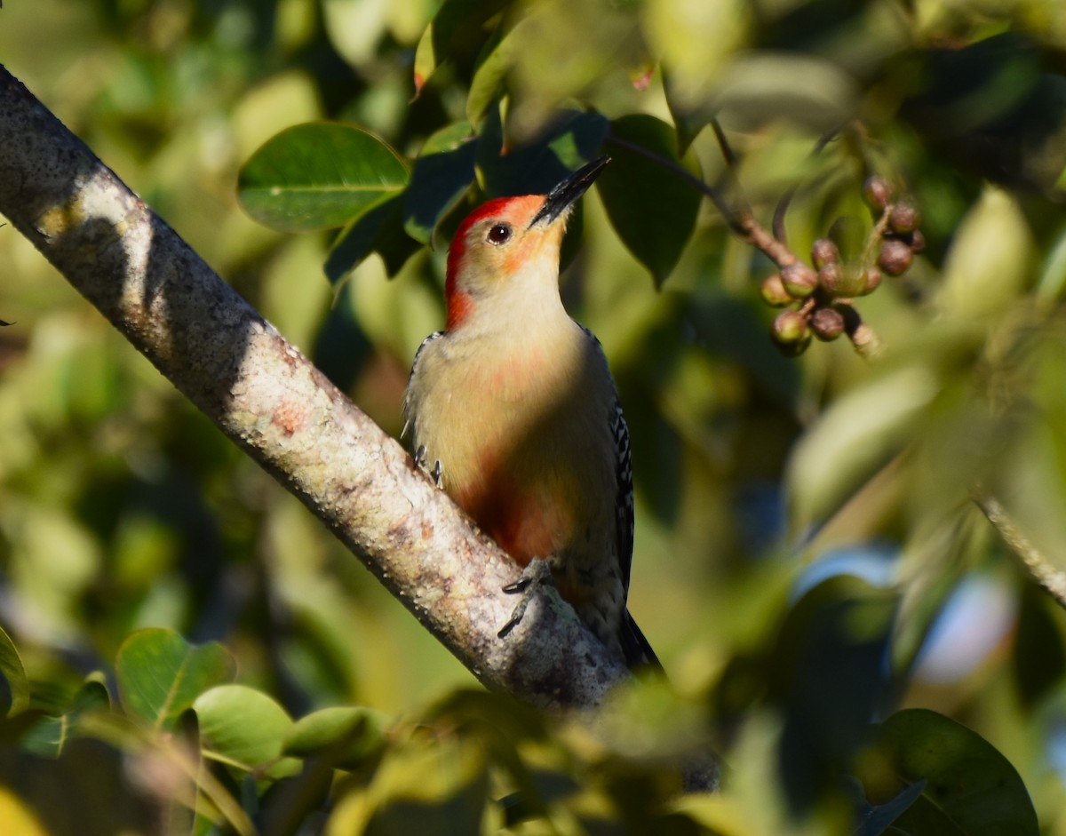 Red-bellied Woodpecker - ML615408939
