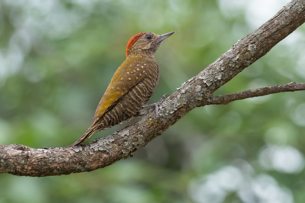 Dot-fronted Woodpecker - ML615409031