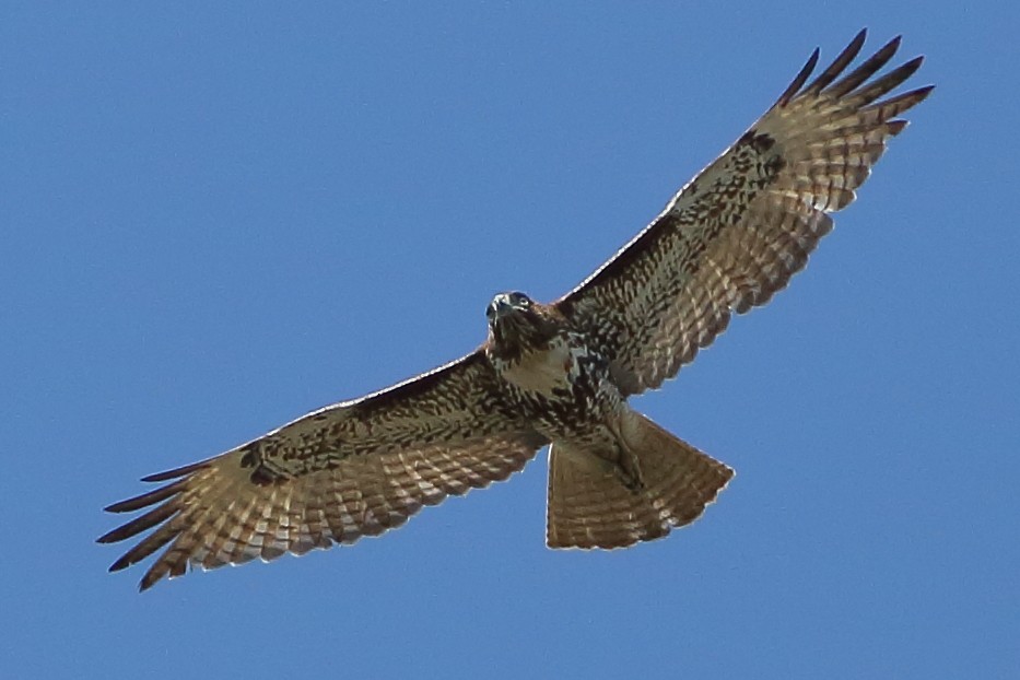 Red-tailed Hawk - ML615409044