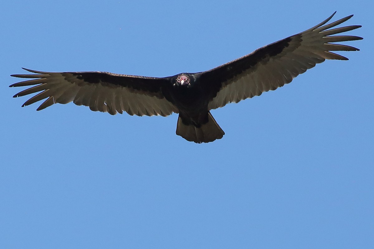Turkey Vulture - ML615409173