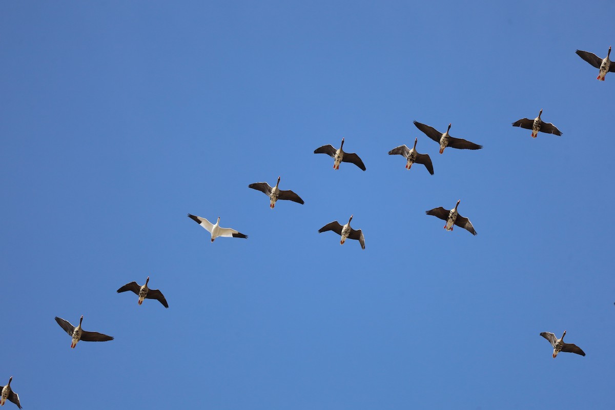 Greater White-fronted Goose - ML615409285