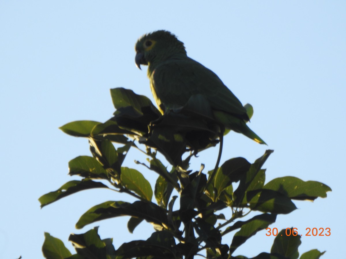 Turquoise-fronted Parrot - ML615409379