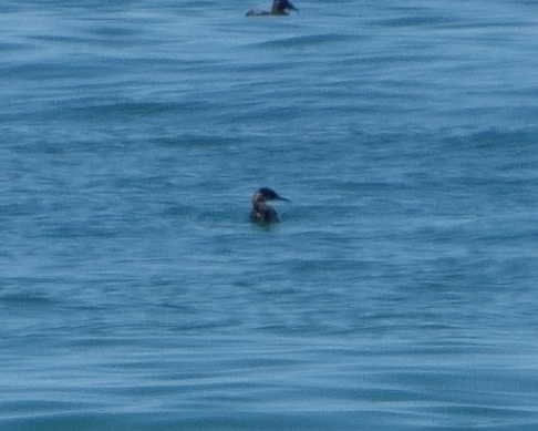 Red-necked Grebe - ML615409390