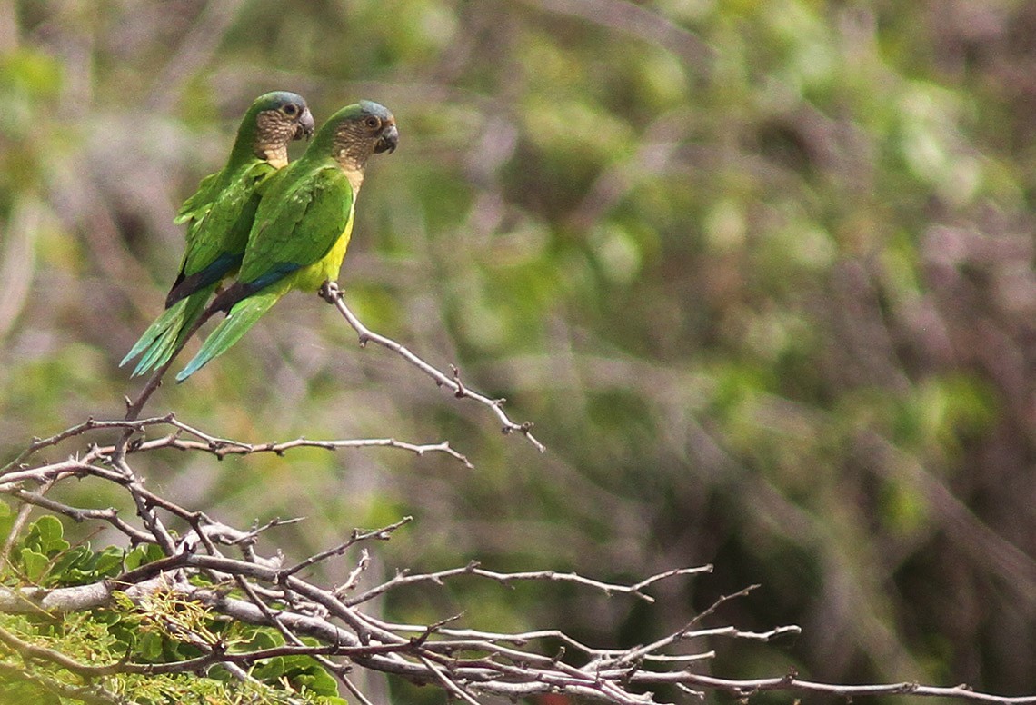 Brown-throated Parakeet - Bill Maynard