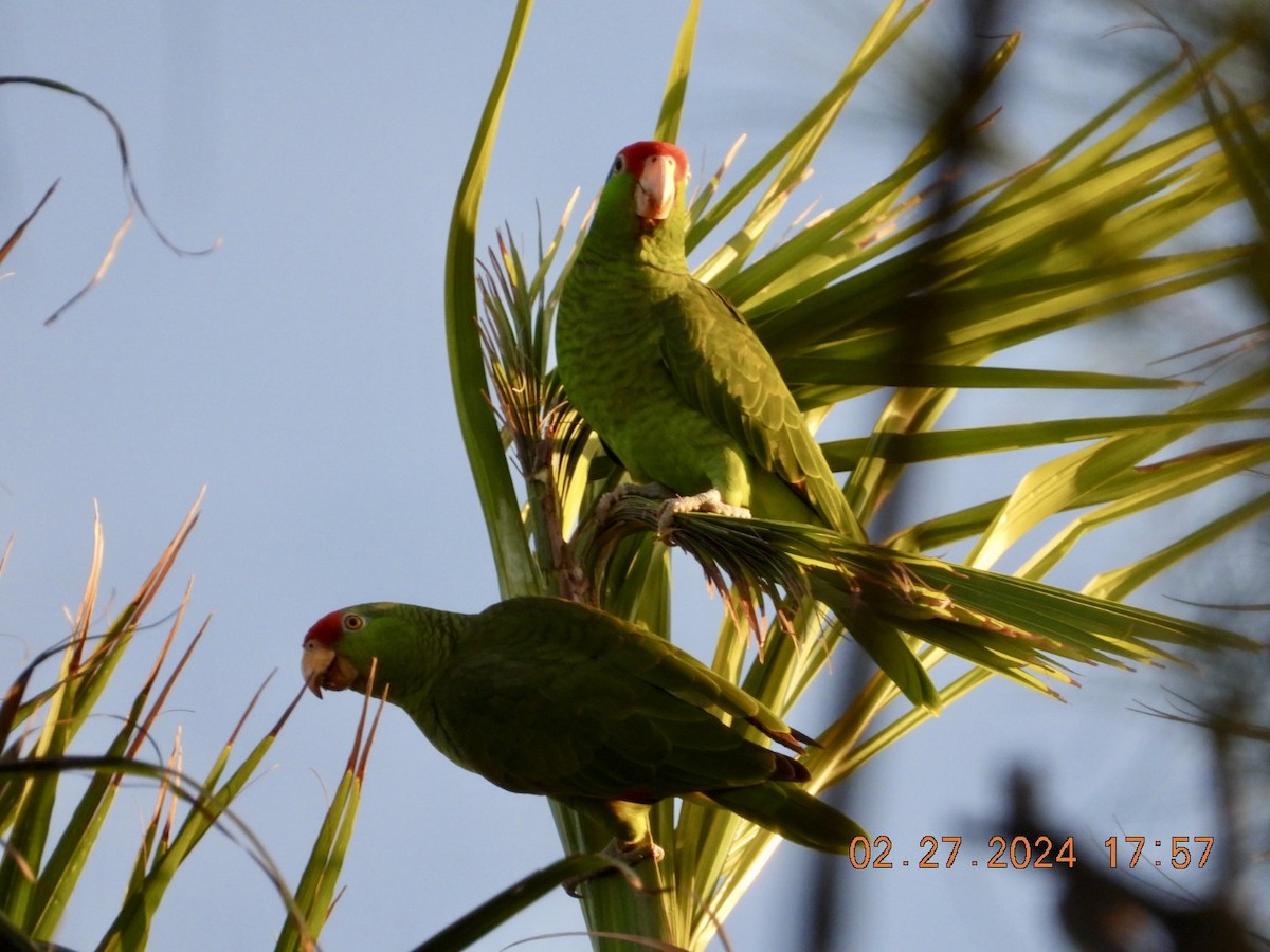 Red-crowned Parrot - ML615409582