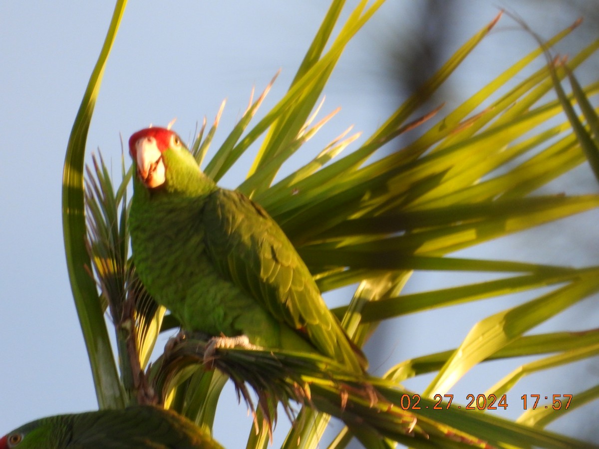 Red-crowned Parrot - ML615409583