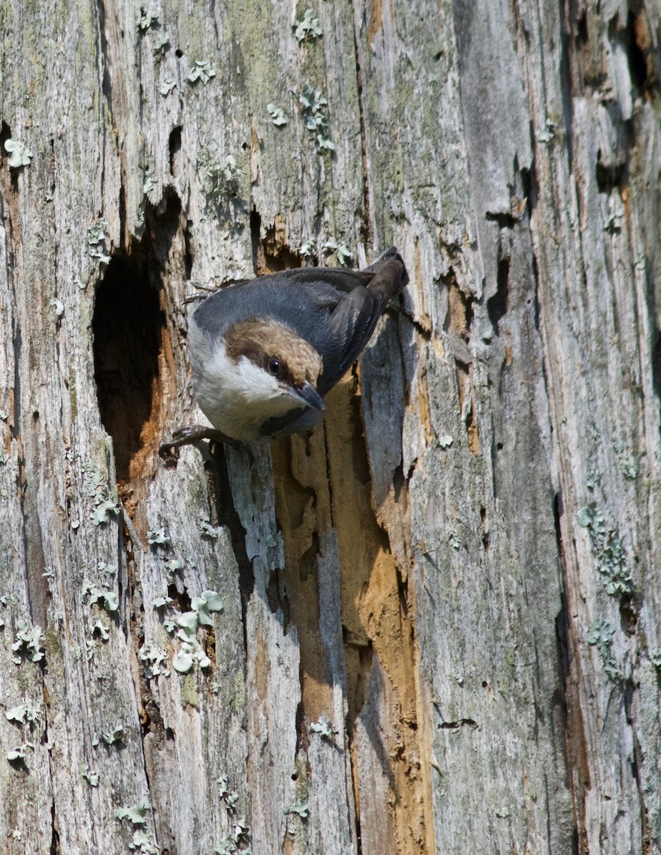 Brown-headed Nuthatch - ML615410000