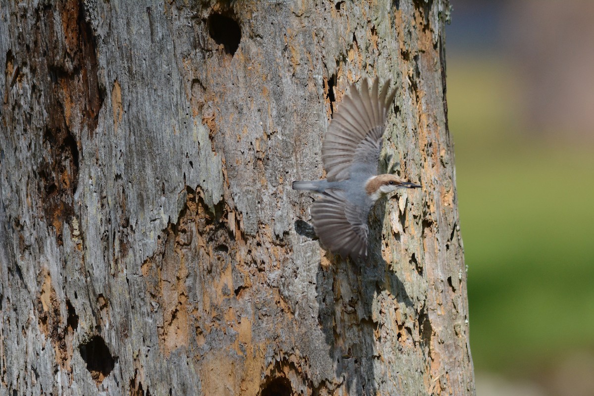 Brown-headed Nuthatch - ML615410001