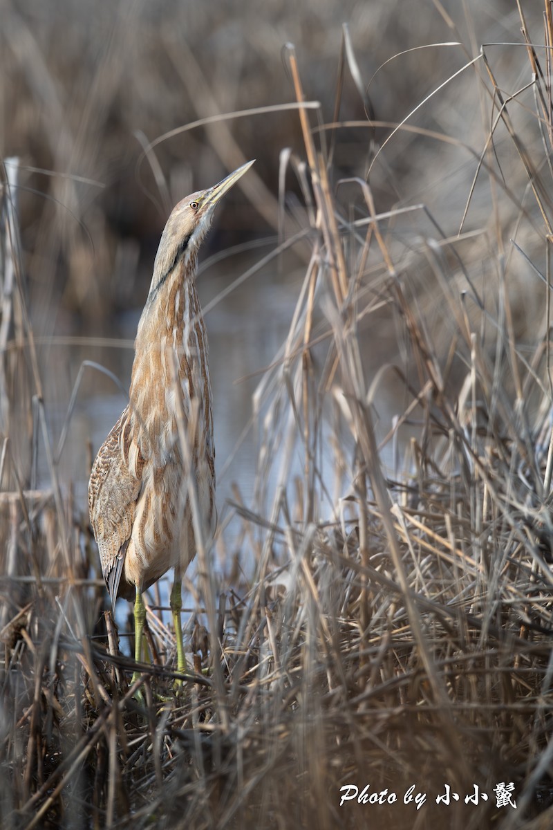 EBird Checklist 27 Feb 2024 American Bittern 5 Species