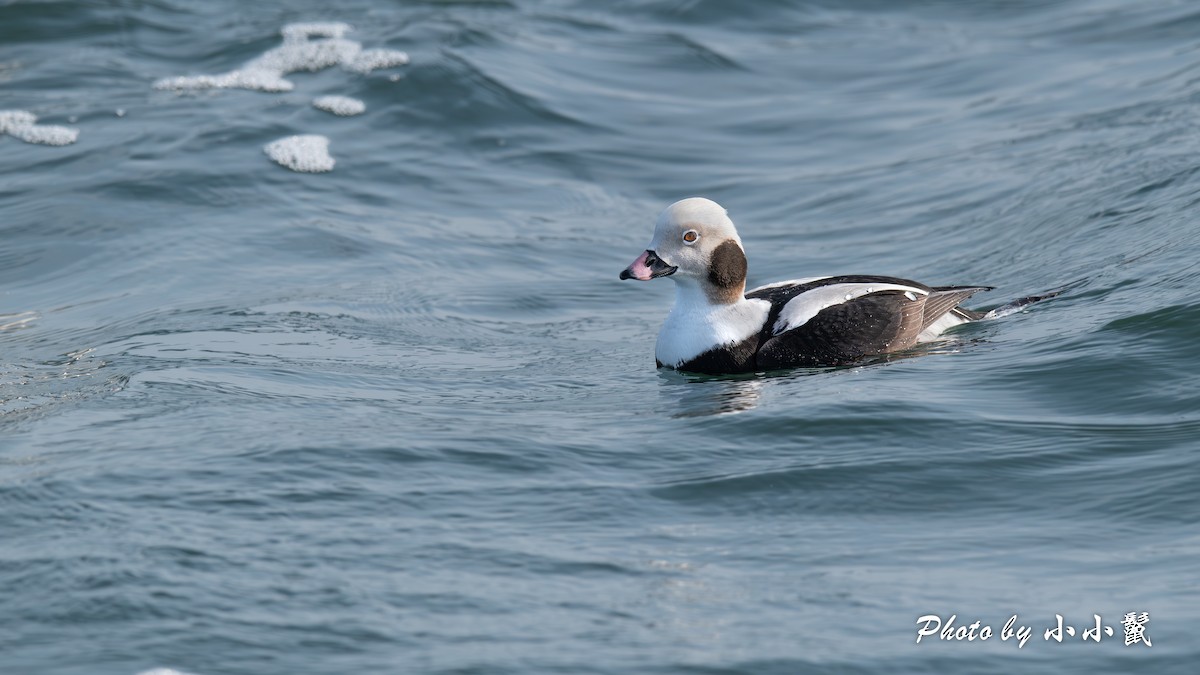 Long-tailed Duck - ML615410092