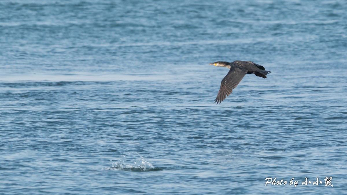Great Cormorant (North Atlantic) - ML615410113