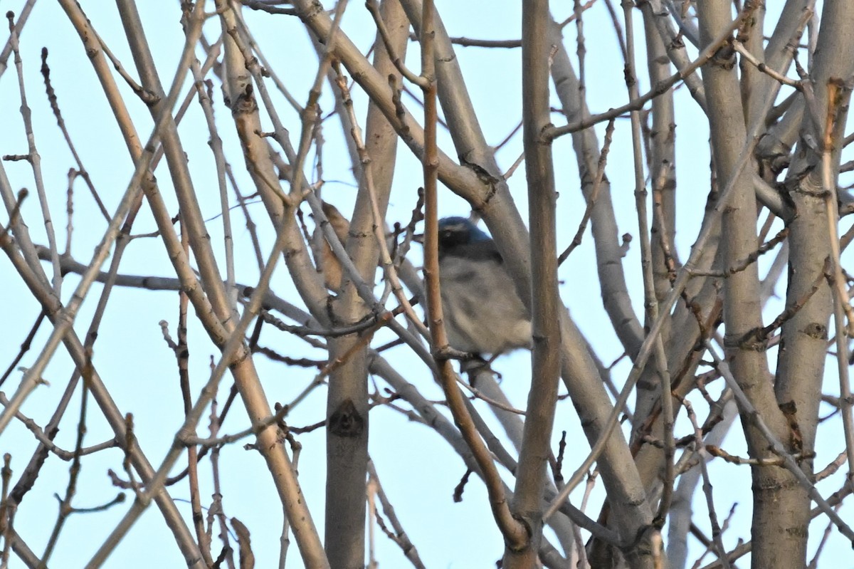 eBird Checklist 25 Feb 2024 Ellensburg W Jackson Ave x S Pine St