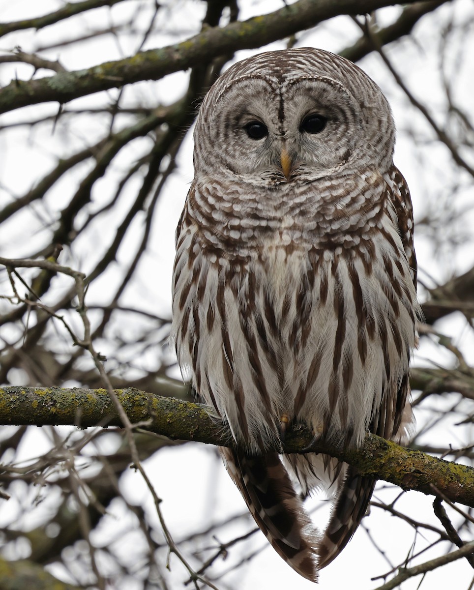 Barred Owl - ML615410301