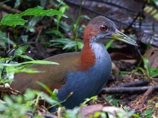  - Red-winged Wood-Rail