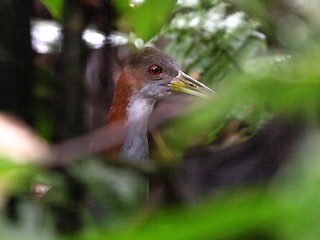  - Red-winged Wood-Rail