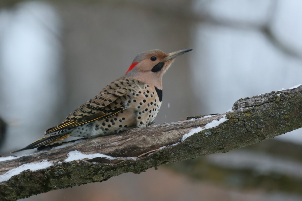 Northern Flicker (Yellow-shafted) - ML615410431