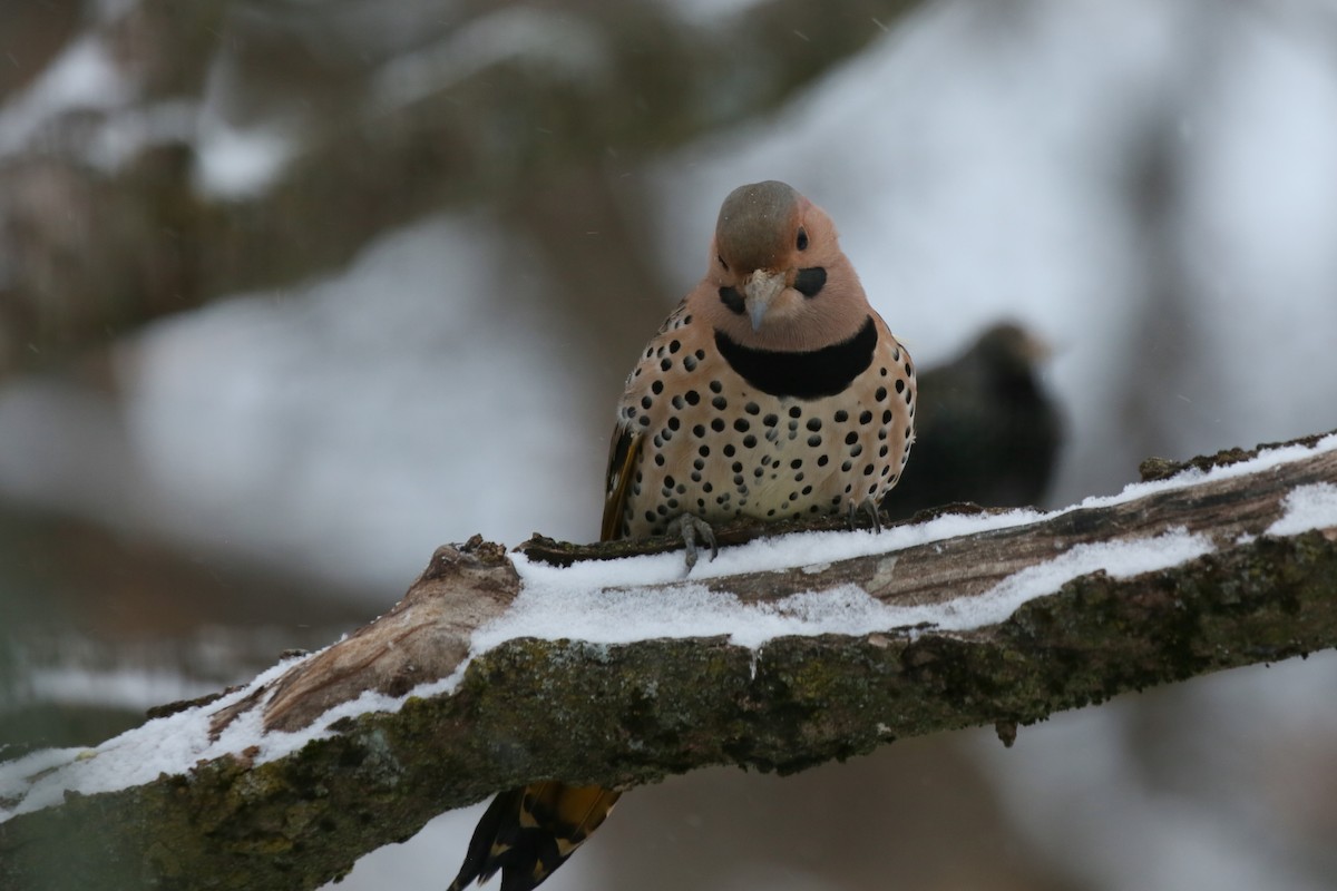 Northern Flicker (Yellow-shafted) - ML615410456