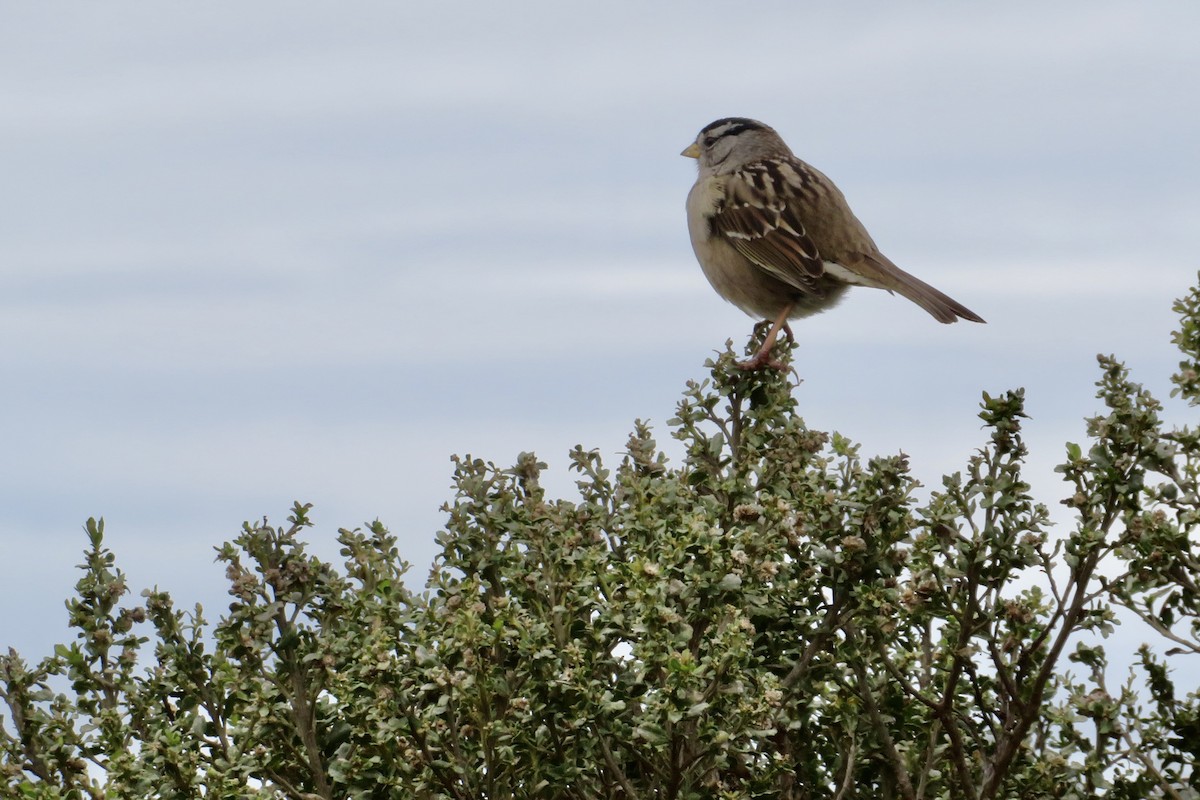White-crowned Sparrow - Ann Haverstock