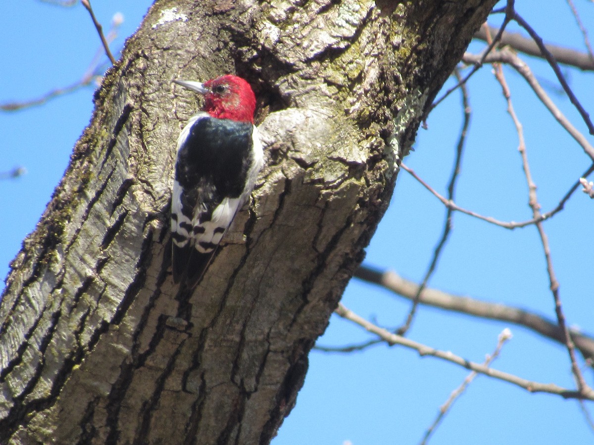 Red-headed Woodpecker - ML615410833