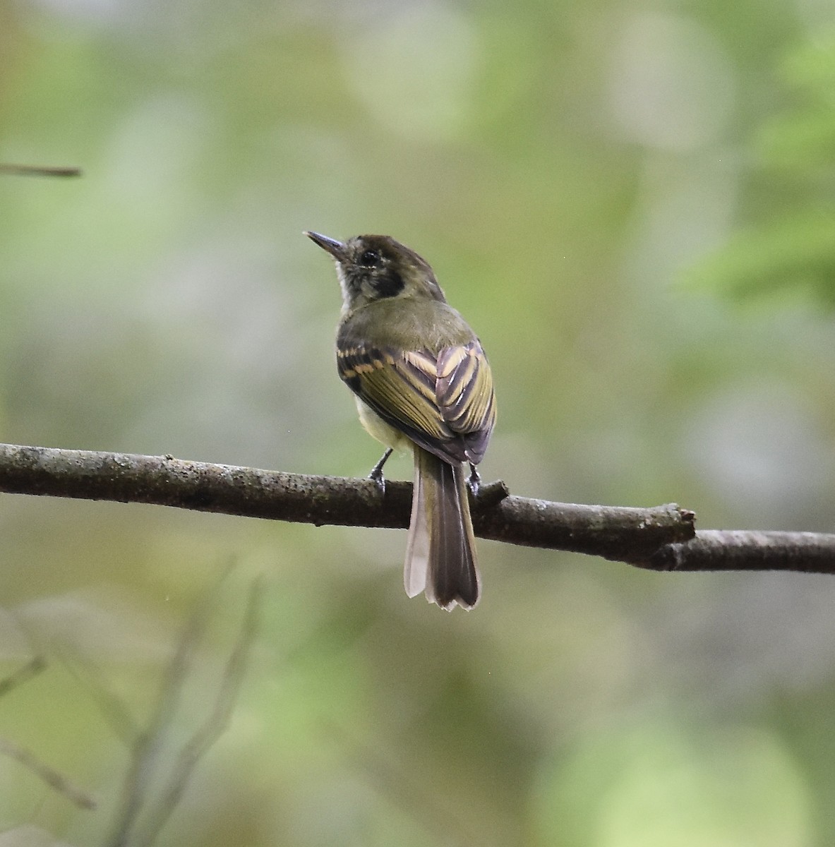 Sepia-capped Flycatcher - ML615411225