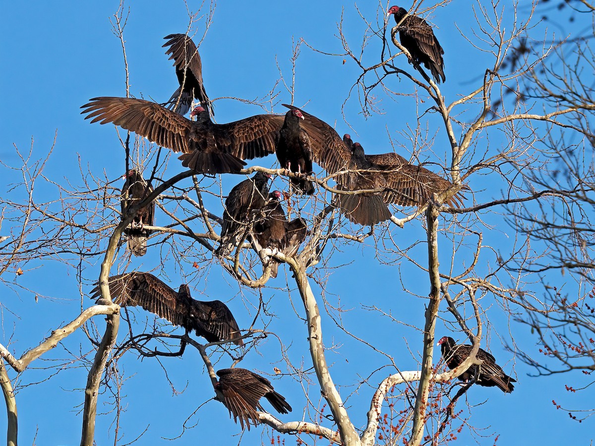 Turkey Vulture - Gary Mueller