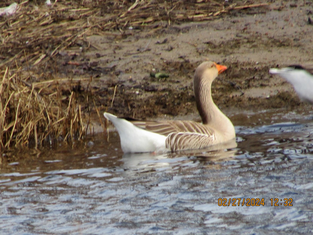 Graylag x Swan Goose (hybrid) - ML615411395