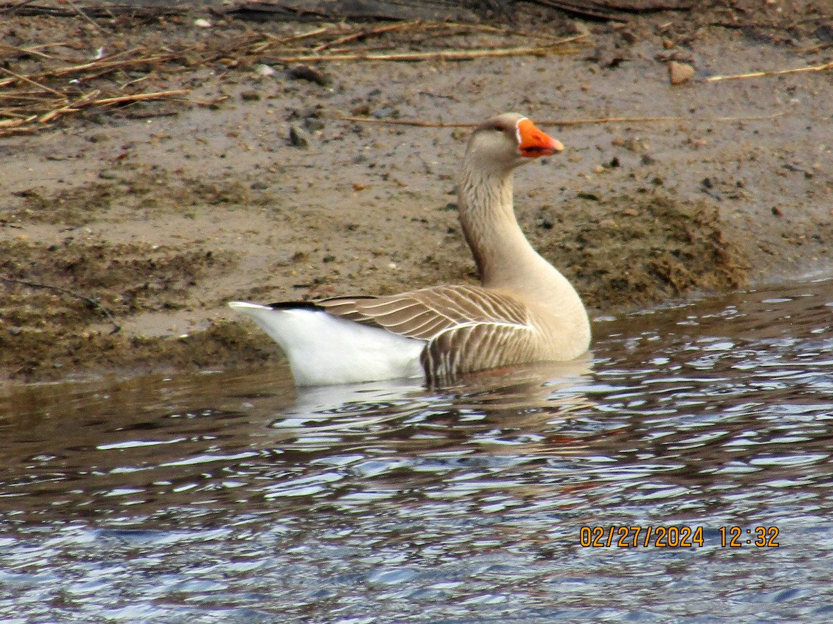 Graylag x Swan Goose (hybrid) - ML615411396