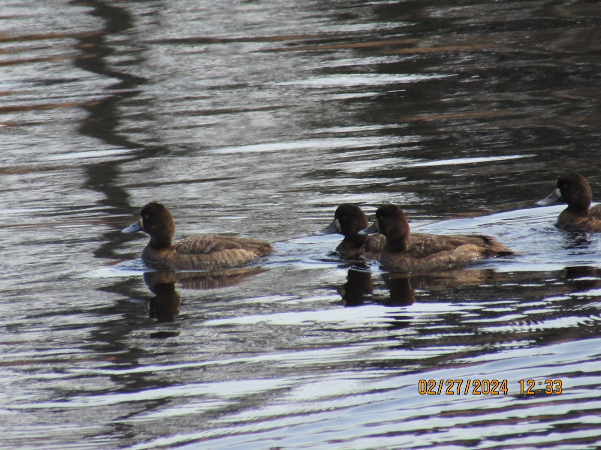 Greater Scaup - ML615411423