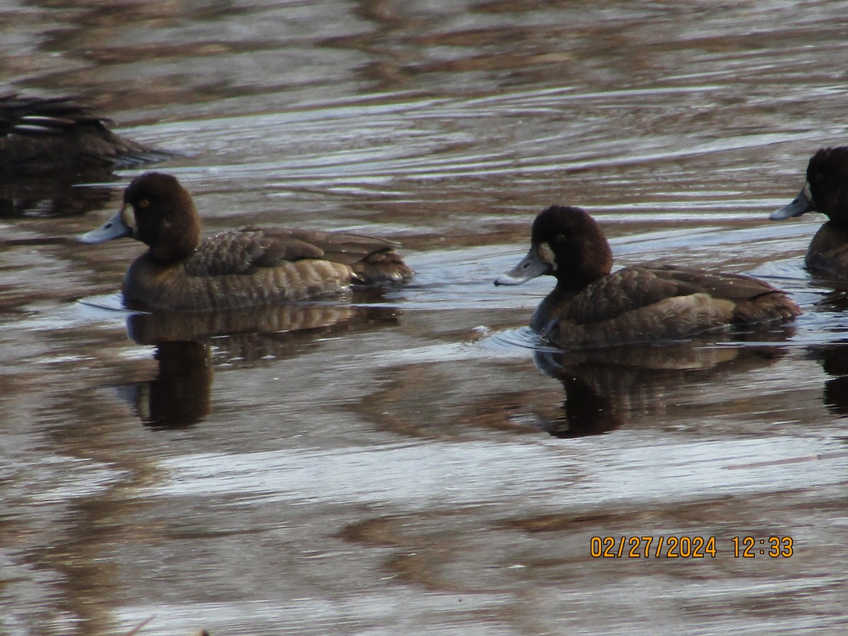 Greater Scaup - ML615411425