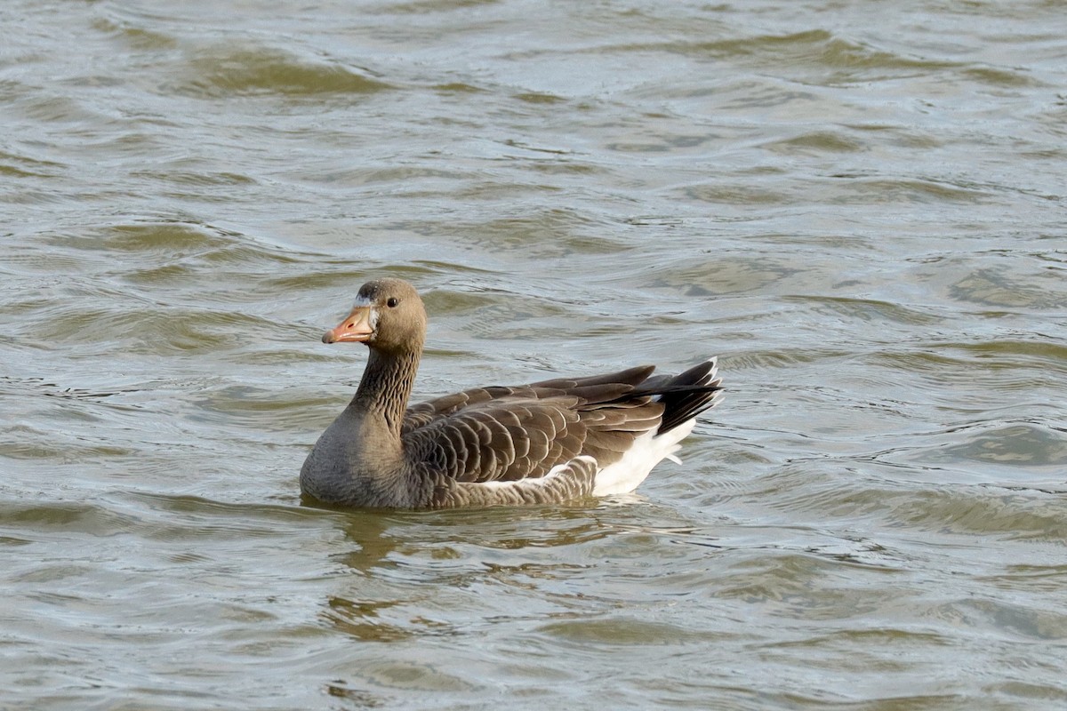 Greater White-fronted Goose - ML615411651