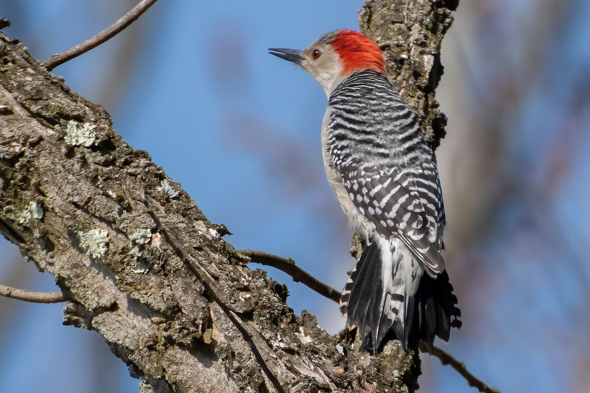 Red-bellied Woodpecker - ML615411857
