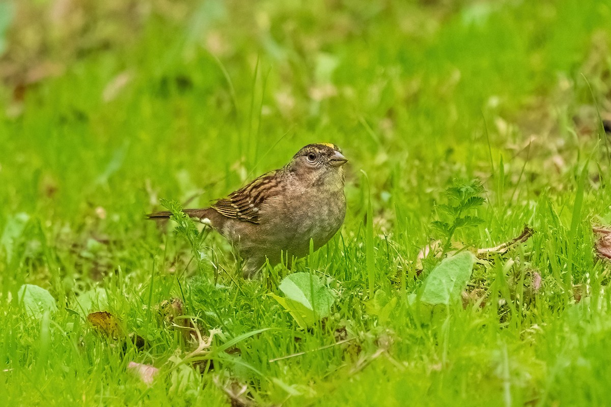 Golden-crowned Sparrow - ML615411866
