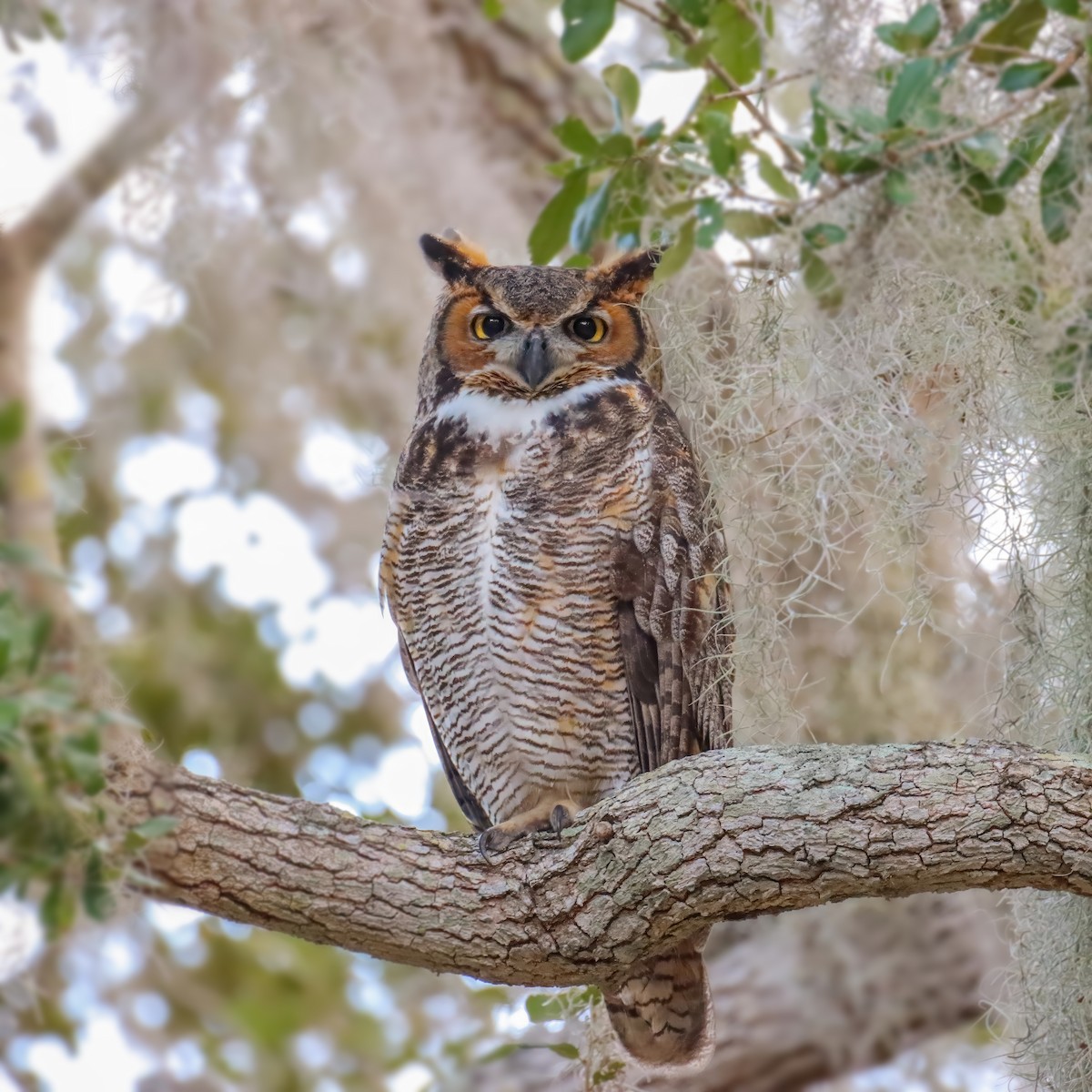 Great Horned Owl - ML615411899