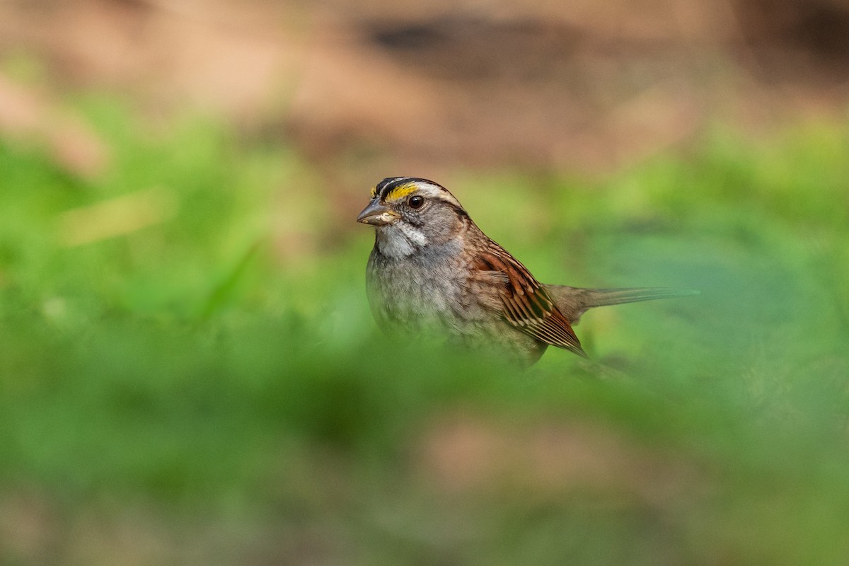 White-throated Sparrow - ML615411937