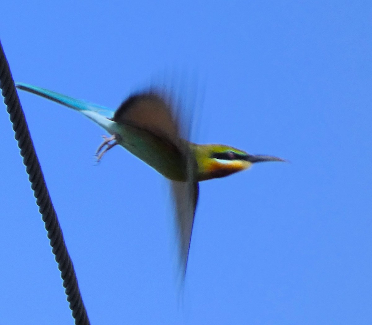Blue-tailed Bee-eater - ML615411974