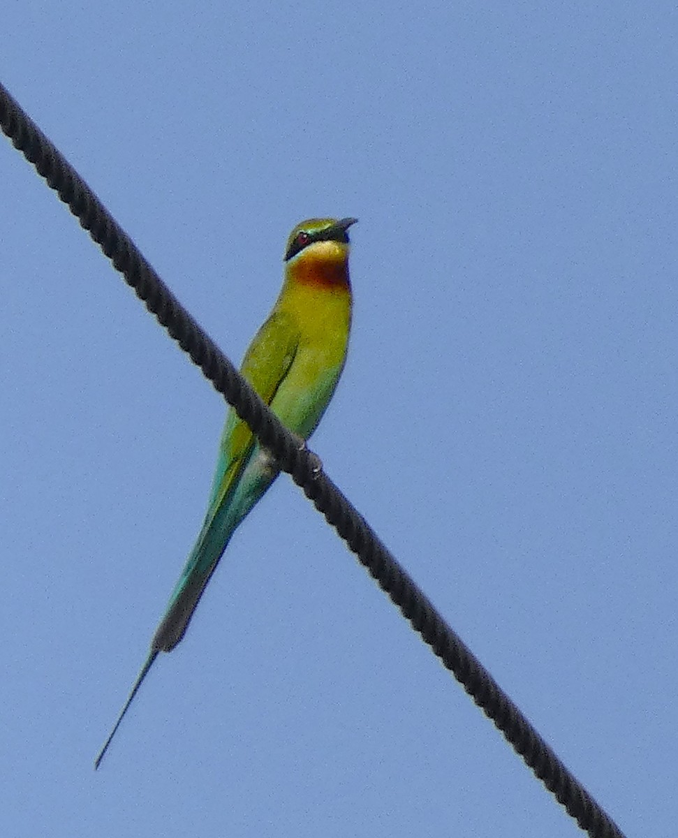 Blue-tailed Bee-eater - ML615411975