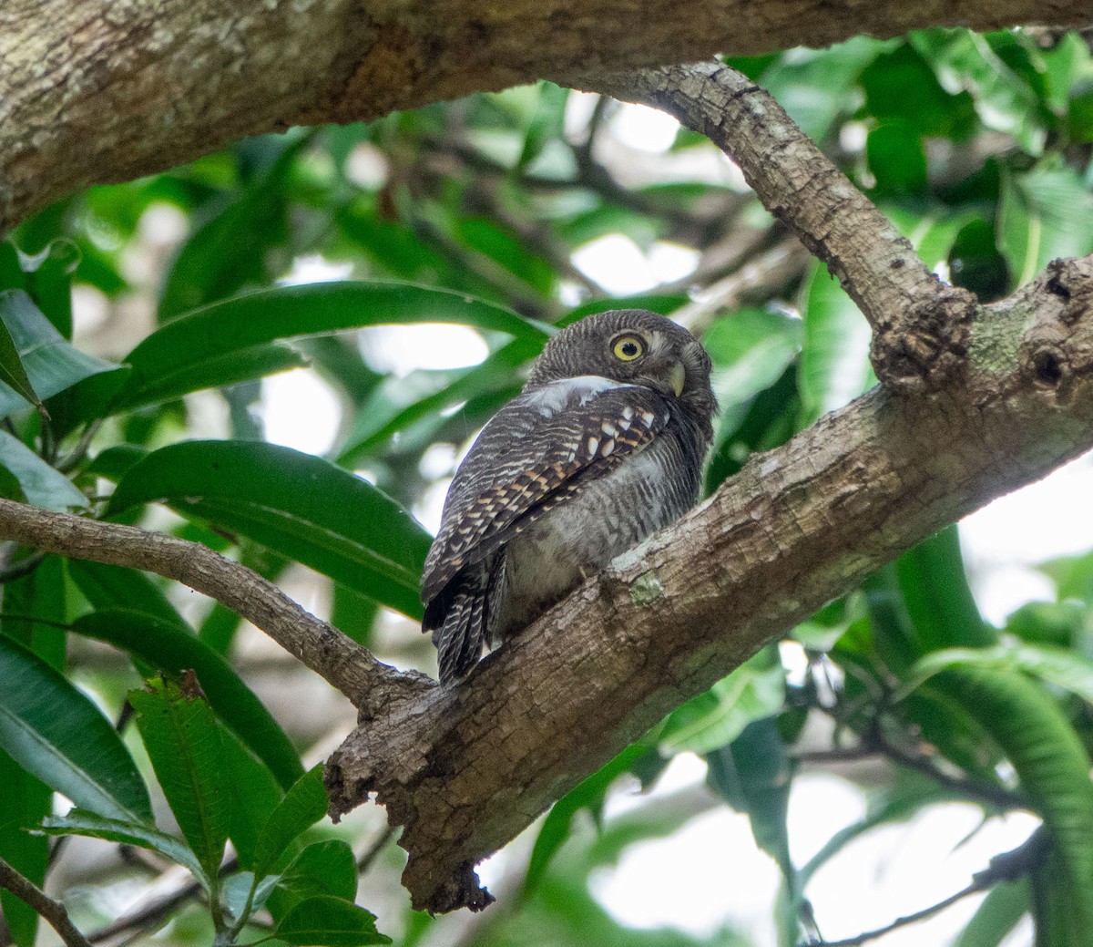 Jungle Owlet - David Houle
