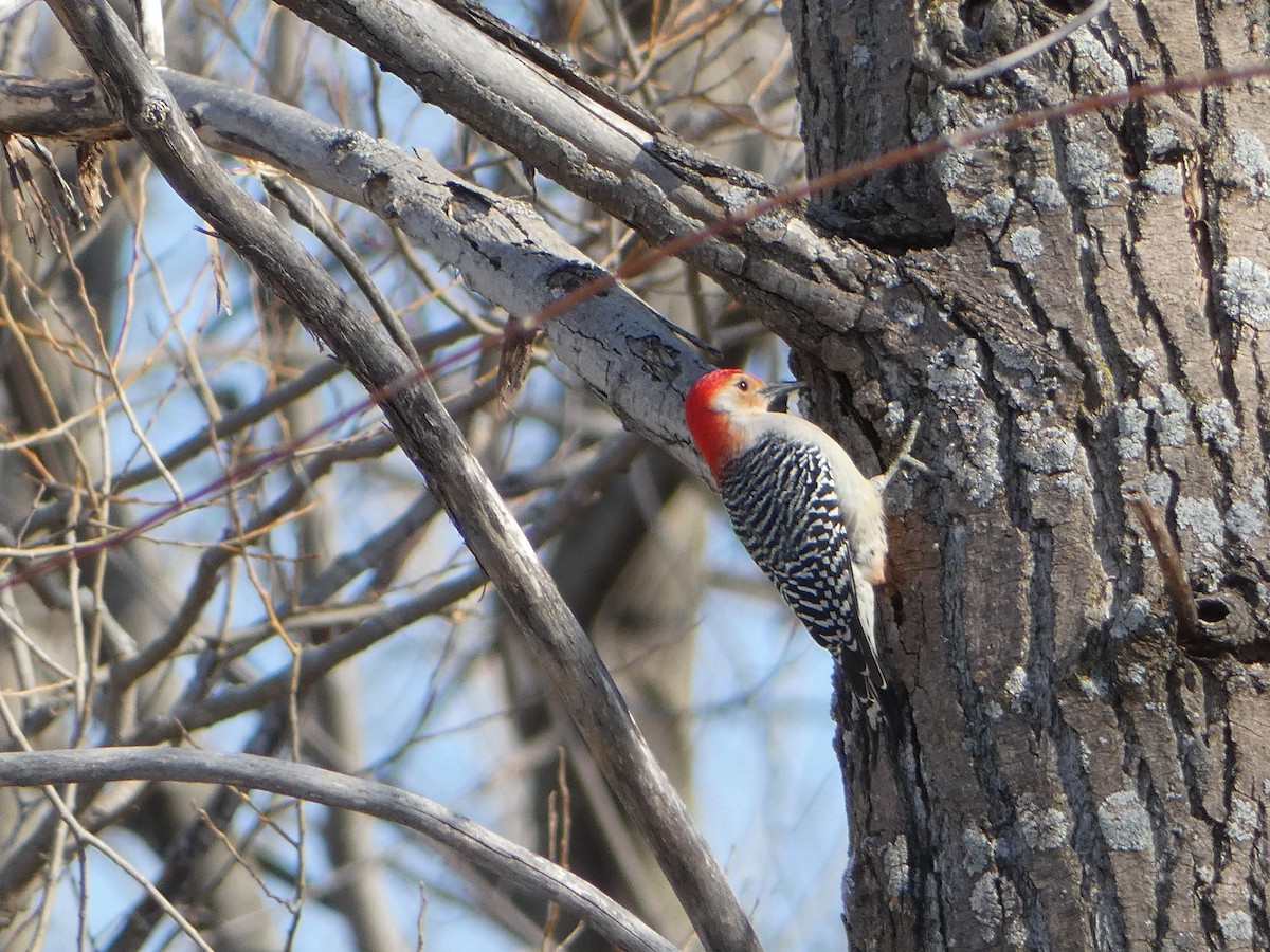 Red-bellied Woodpecker - ML615412227