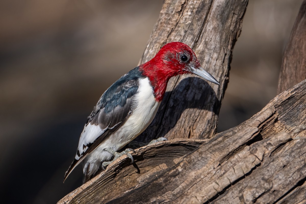 Red-headed Woodpecker - ML615412318