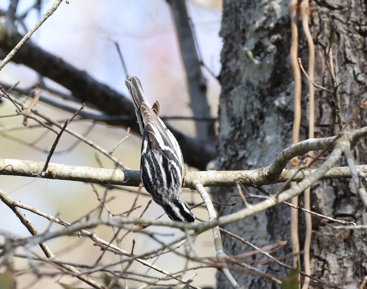 Black-and-white Warbler - Bruce  Purdy