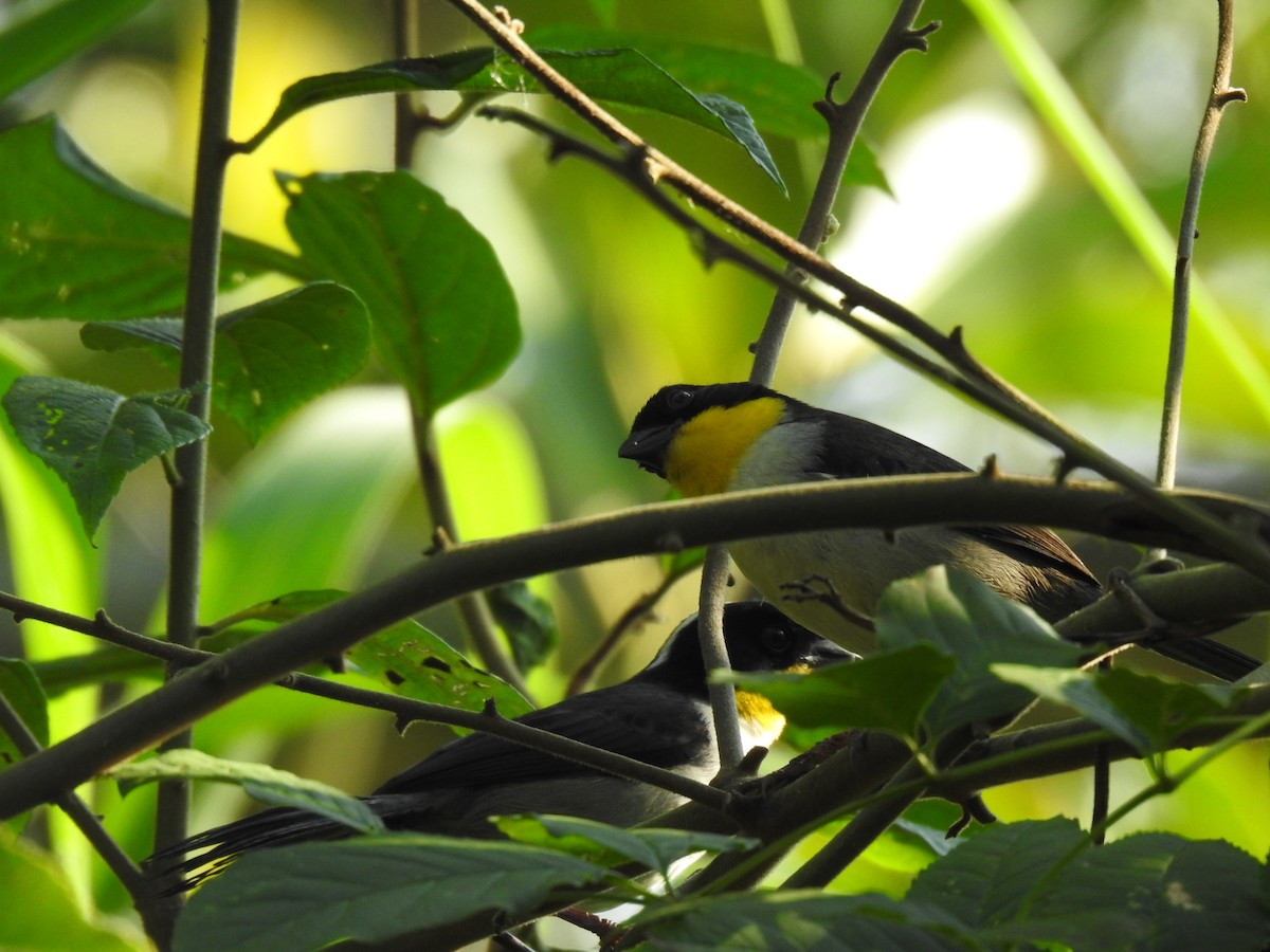 White-naped Brushfinch (Yellow-throated) - ML615412399