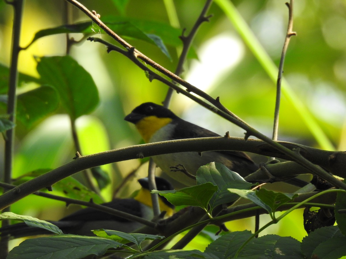White-naped Brushfinch (Yellow-throated) - ML615412404
