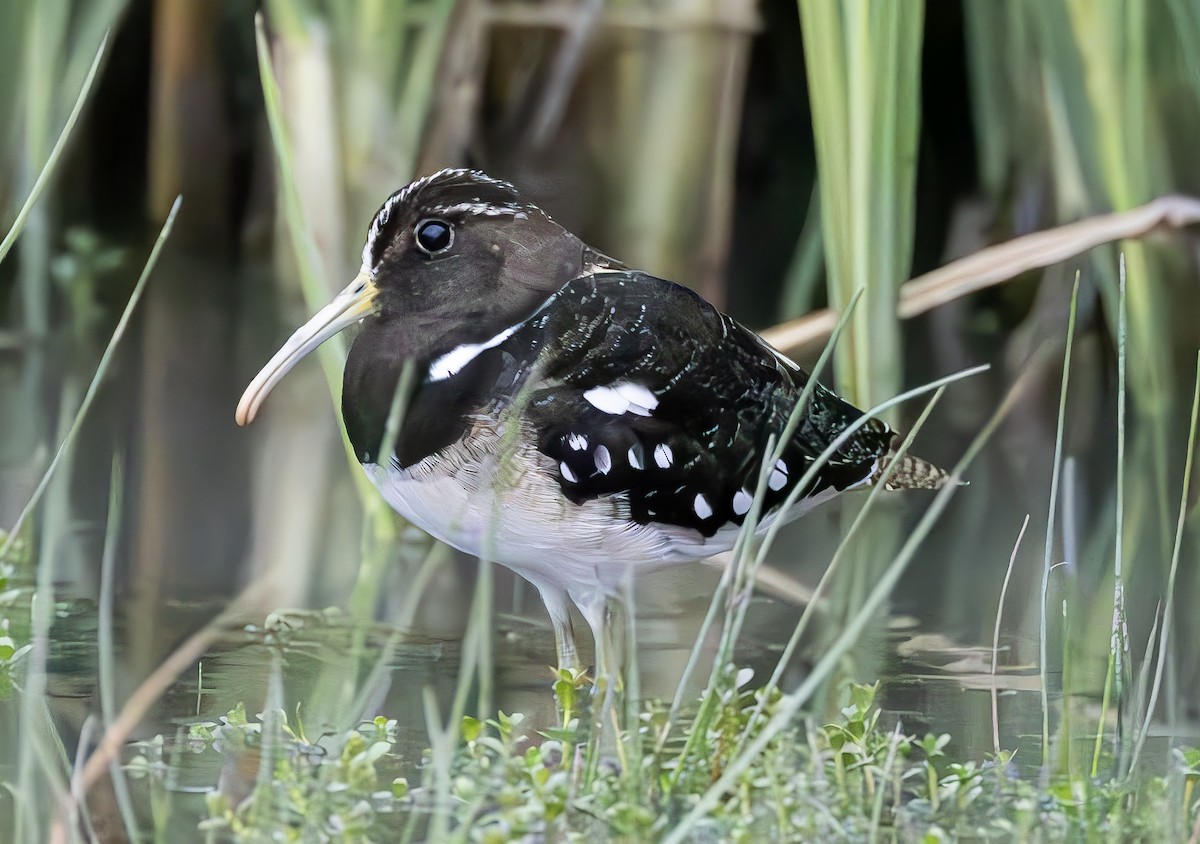 South American Painted-Snipe - ML615412571