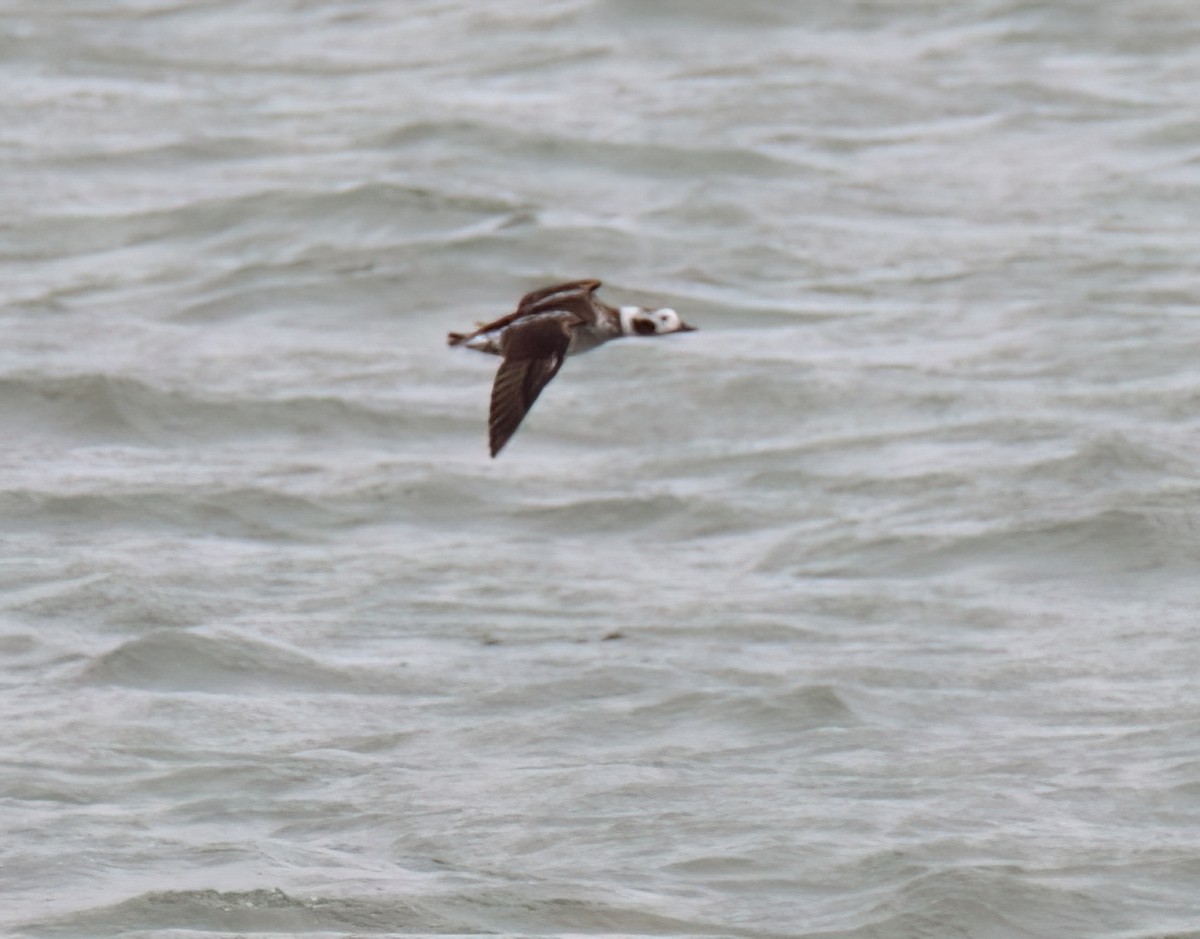 Long-tailed Duck - ML615412624