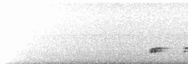 Pacific Koel (Australian) - ML615412703