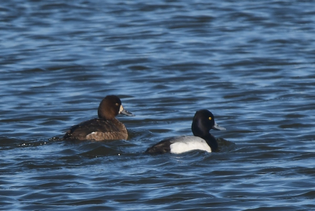 Greater Scaup - ML615412772