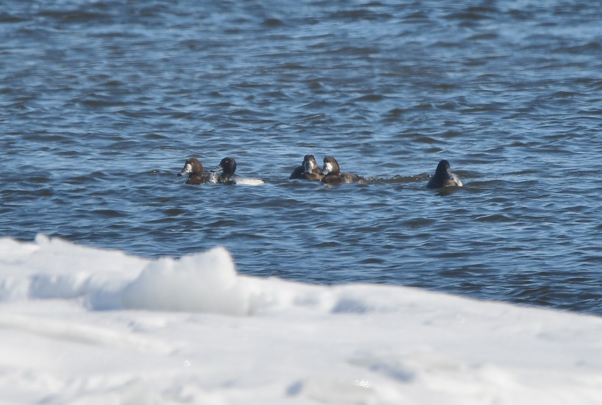 Greater Scaup - ML615412791