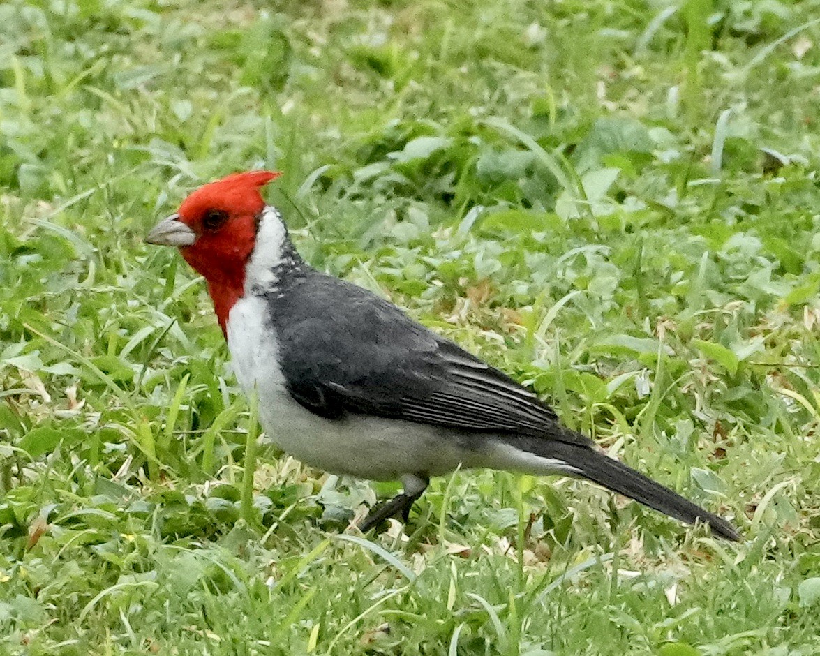 Red-crested Cardinal - ML615412870