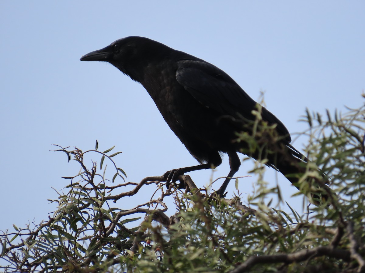 American Crow - ML615413057