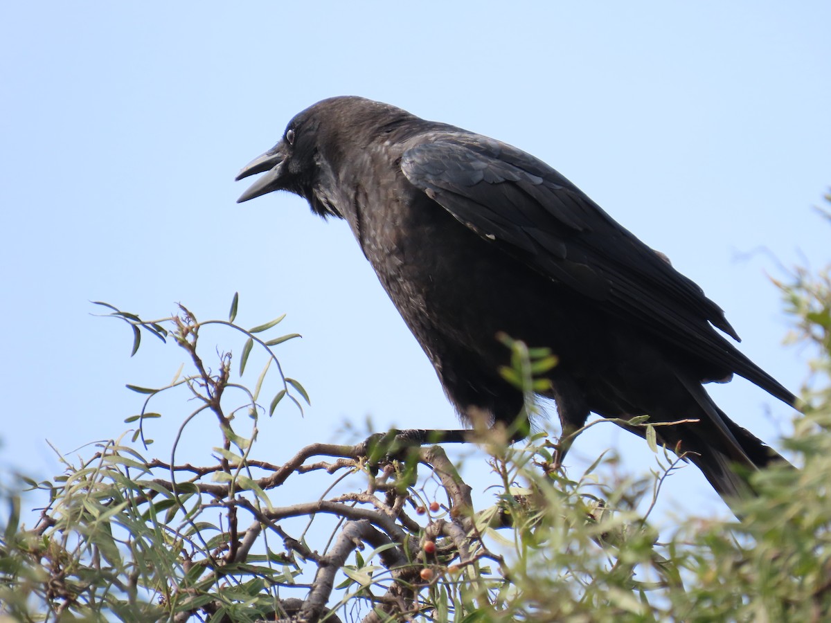 American Crow - ML615413058